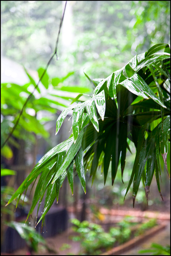 Aguacero en Manaus. 2010