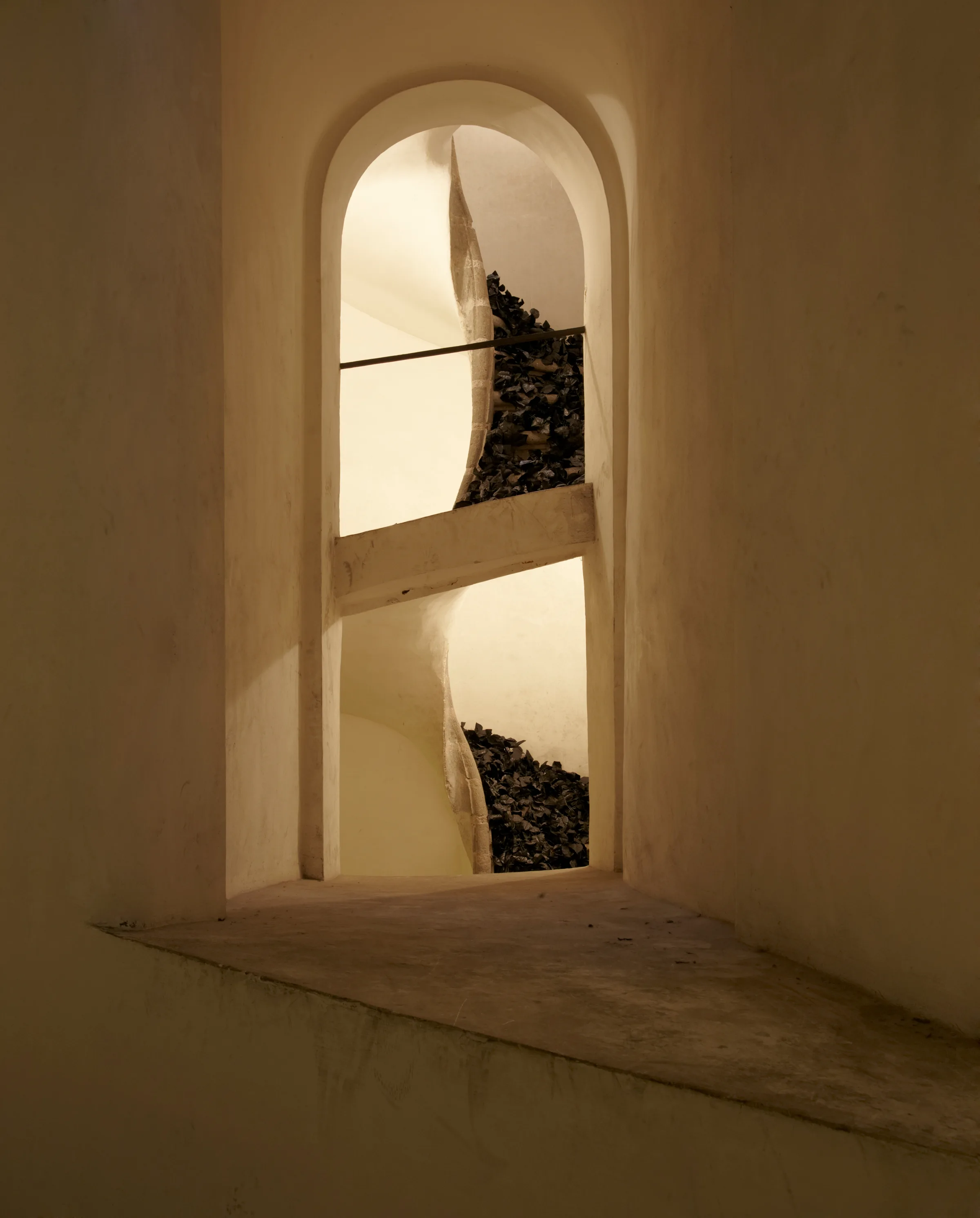 Edera. Paula Anta
