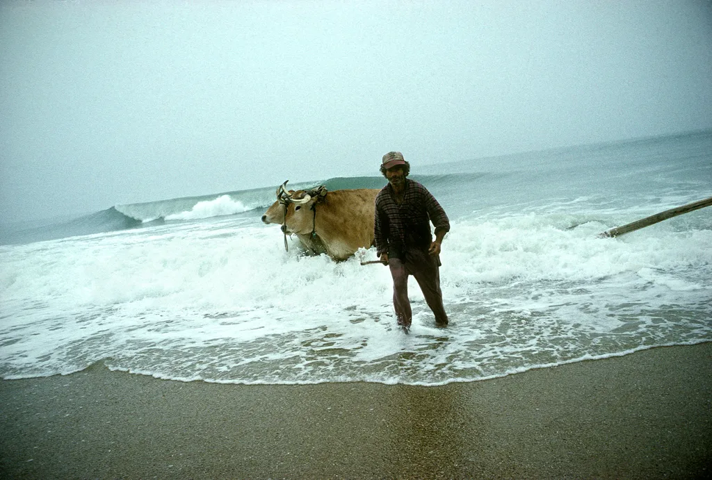 Portugal, Beira, playa de Areao. Manuelaõ, boyero de la compaña de pesca "xávega" de José María da Silva Maltes. Portugal, Beira, beach of Areao. Manuelao, oxherd of a 'xavega' (traditional) fishing company.