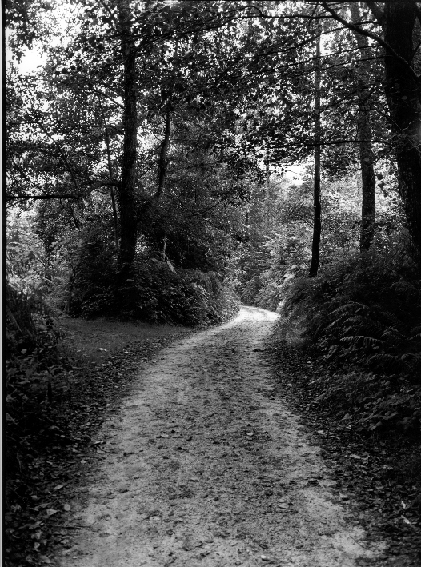 Camino de la fuente. San Roque del Acebal, Asturias.