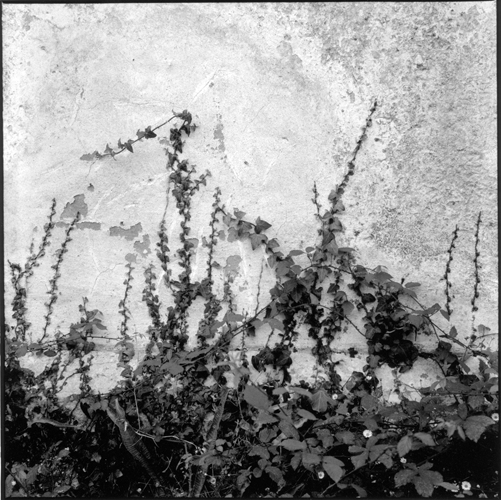 Pared blanca. Porrúa, Llanes, 2000