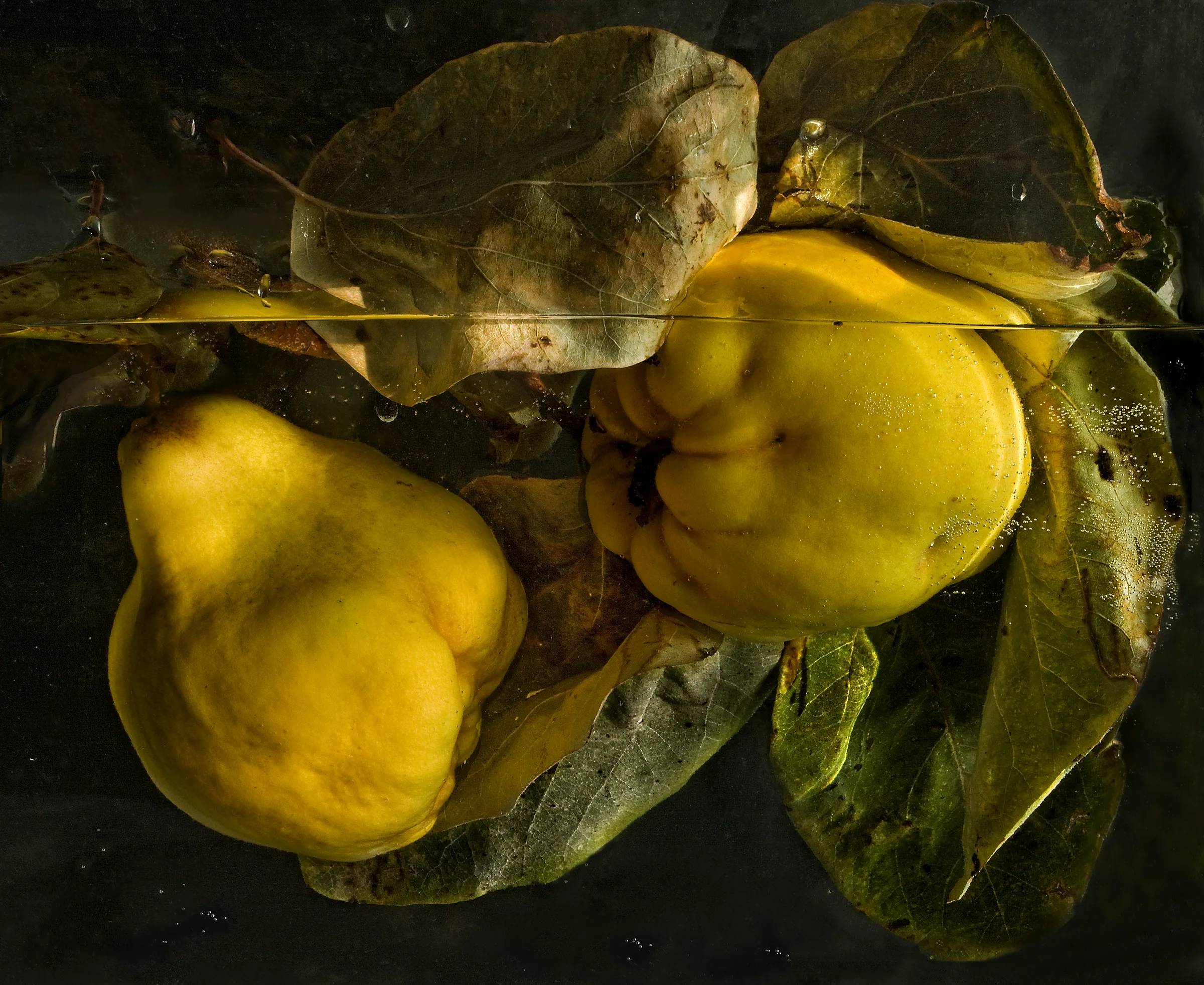 NATURALEZAS MUERTAS