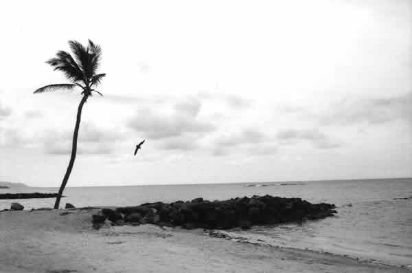 Palmera y pájaro. Saint Kitts.
