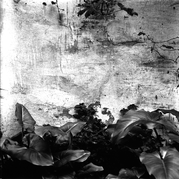 Pared encalada. Asturias.